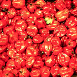 HOT FRESH PEPPER